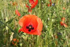 Klatschmohn
(Papaver rhoeas) - Bildautor: Matthias Pihan, 20.06.2021