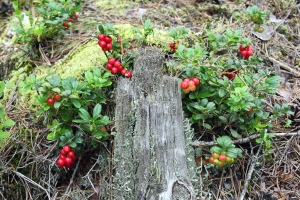 Preiselbeere
(Vaccinium vitis-idaea) - Bildautor: Matthias Pihan, 21.07.2021