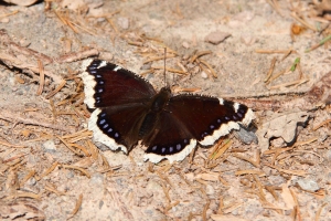 Trauermantel
(Nymphalis antiopa) - Bildautor: Matthias Pihan, 04.05.2022