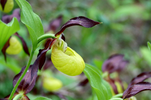 Gelber Frauenschuh
(Cypripedium calceolus) - Bildautor: Matthias Pihan, 23.05.2023