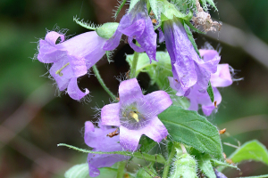 Nesselblttrige Glockenblume 
(Campanula trachelium) - Bildautor: Matthias Pihan, 19.07.2023