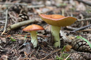 Krnchen-Rhrling
(Suillus granulatus) - Bildautor: Matthias Pihan, 15.08.2023