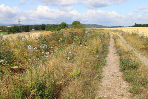 Feldweg bei Stadtilm - Bildautor: Matthias Pihan, 20.07.2023