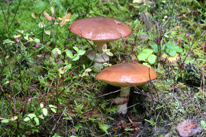 Butterpilz
(Suillus luteus) - Bildautor: Matthias Pihan, 02.11.2023