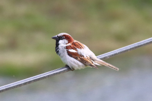 Haussperling
(Passer domesticus) - Bildautor: Matthias Pihan, 12.06.2024