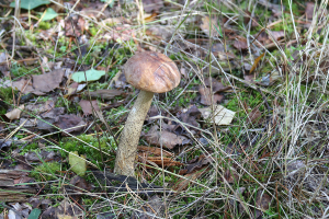 Pilze