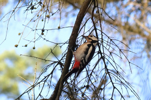 Buntspecht (Dendrocopos major) - Bildautor: Matthias Pihan, 12.11.2025