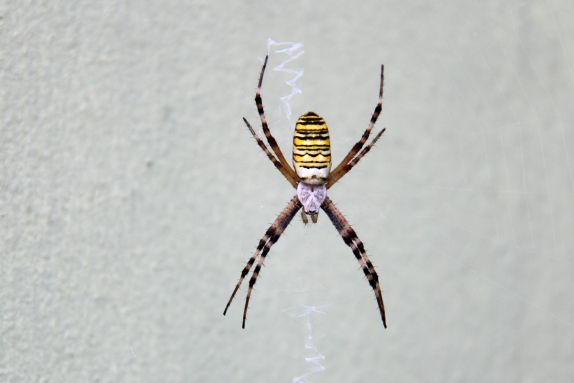  Wespenspinne
(Argiope bruennichi)<br />