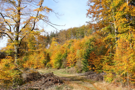  ber dem Lauchagrund bei Tabarz<br />