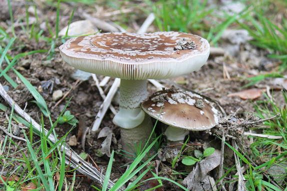  Grauer Wulstling
(Amanita excelsa)<br />