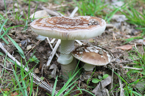  Grauer Wulstling
(Amanita excelsa)<br />