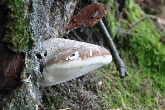  Birkenporling
(Fomitopsis betulina)<br />