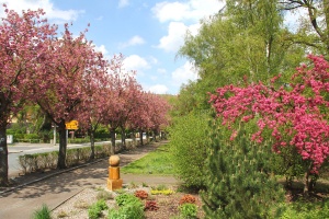 An der Badewldchenbrcke - Bildautor: Matthias Pihan, 08.05.2013