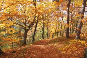Herbstwald unterhalb der Burg Greifenstein - Bildautor: Matthias Pihan, 21.10.2013